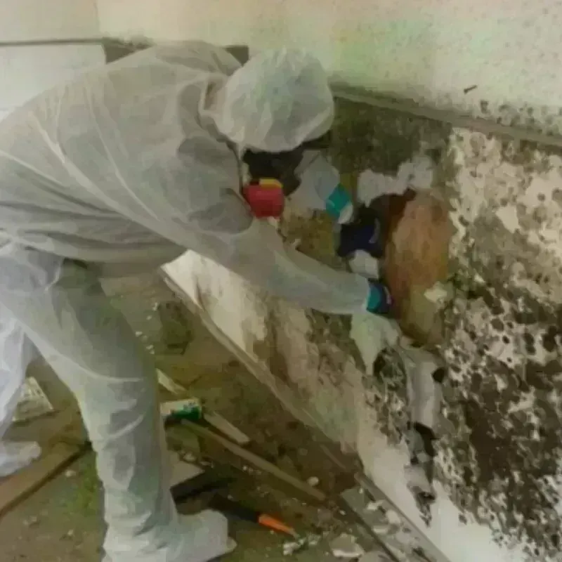 Mold Remediation and Removal in Charleston, NY